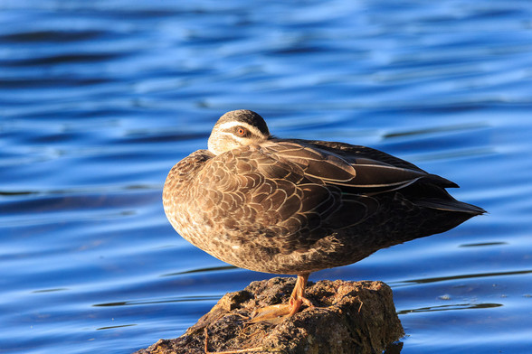 A Pacific Black Duck on a rock, with blue water behind. It is lit from the left by the morning sun, and has turned its head around towards its back to tuck its bill under one wing to stay warm. 