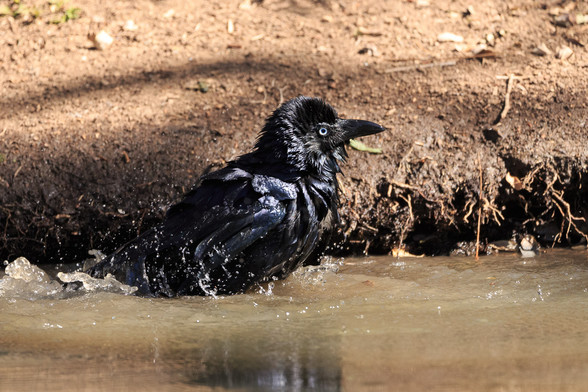 A Torresian Crow on the edge of one of the lakes in the water, having a bath. It ducked under a few times and splashed about a lot, until thoroughly wet. Here its head feathers are all on end, but also sticking together. It looks thoroughly wet.