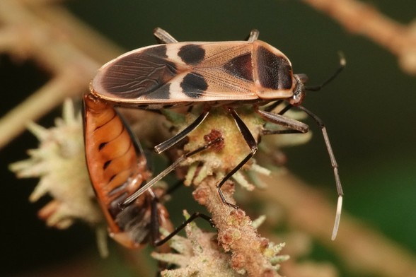 A True Bug with a orange body, a black head and back. The wings are grey in the middle with a pair of large black spots and darker towards the back end.