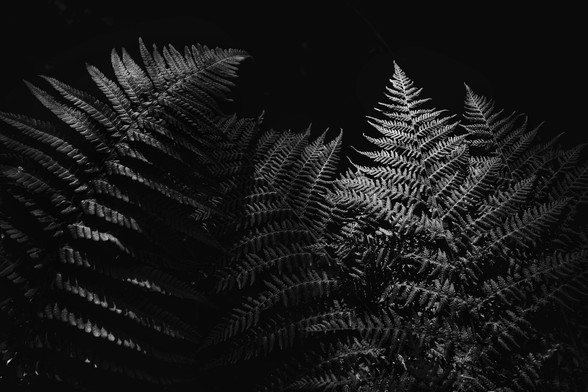 Fern fronds highlighted by sunlight in the dark, shadowy undergrowth of a woodland
