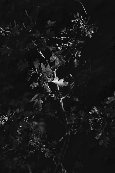 A single oak leaf is highlighted by bright sunshine falling on a sapling
