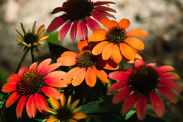 a narrow sunbeam crossing though orange and red flowers 