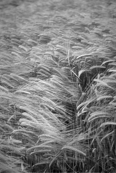 Portrait format black and white photo of barley seed heads, mostly hanging to the right, fading to out of focus. There is a small vertical dark gap in the barley, and above that one seed head is still upright.