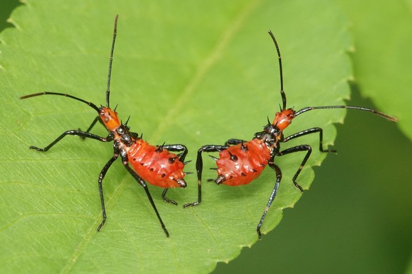 Two nymphs, facing away from each other from the centre of the image. The nymphs have red bodies and black legs and antennas, with a series of small black spikes on their bodies.