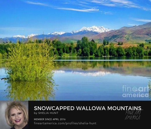 The snowcapped Wallowa Mountains near Oxbow, Oregon are shown here in the upper end of Brownlee Reservoir on a crisp winter day beneath a brilliant blue sky.  A beautiful section of the Pacific Northwest, the snowy mountains create a striking contrast with the greenery in the foreground and the stunning blue sky, all beautifully reflected in the calm waters of the Snake River. From the Fine Art Gallery of Shelia Hunt at Shelia-hunt.pixels.com
