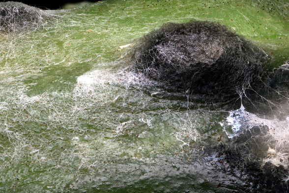4x Macro Mold on a Cucumber
Taken with AmScope Plan 4x Microscope Objective