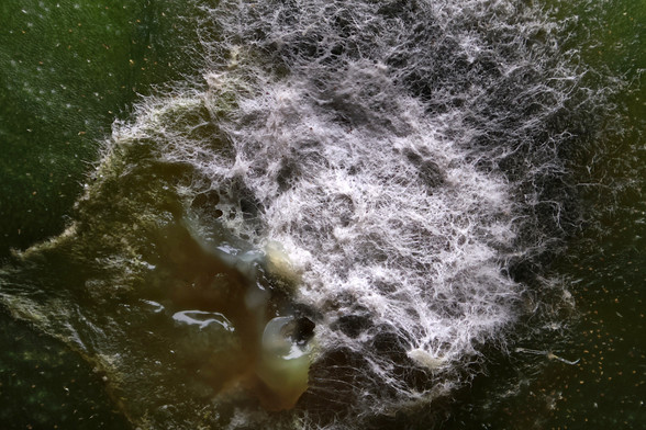 4x Macro Mold on a Cucumber
Taken with AmScope Plan 4x Microscope Objective