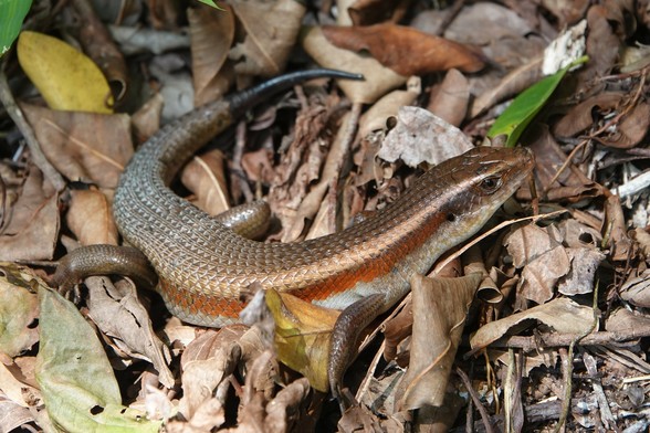 A lizard with a brown back with reddish upper sides and whitish lower sides. The scales on its back form multiple lines that run down the back. It is partially curled on the dead leaves on the ground.