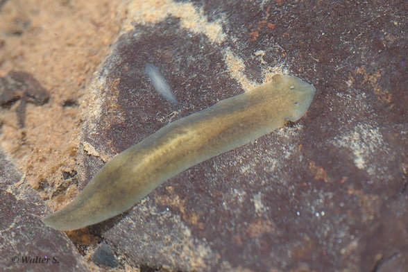 A small flat worm with a triangular head on a stone underwater