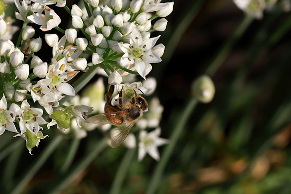 Honeybee on Chive Blossoms
