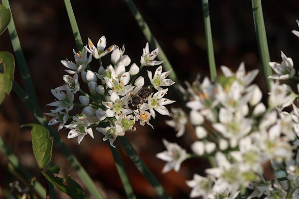 Alfalfa Leafcutter Bee on Chive Blossoms