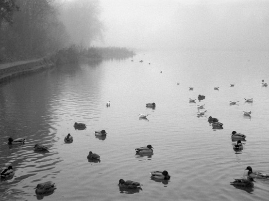 It's that time of year again. Ducks sit on a quiet, misty lake. Several make a line reaching toward the shore at top left. There is a path and some trees on the left hand side. Black and white photo taken on Tri-X film with my Pentax MX usi g the SMC Pentax M 50mm f/1.7 lens.