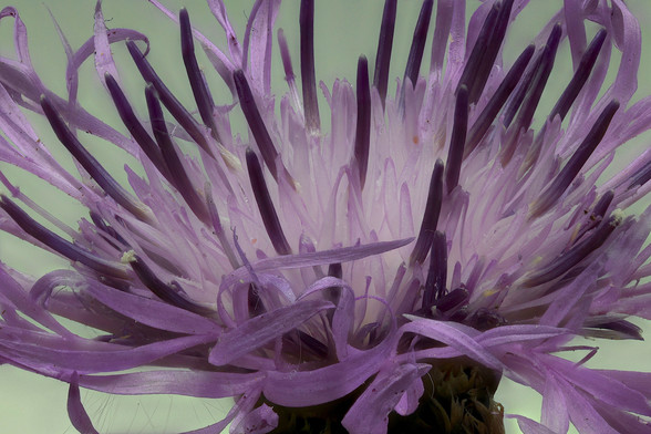 Macro Spotted Knapweed