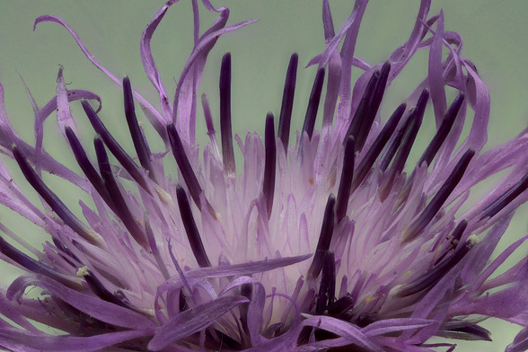 Macro Spotted Knapweed
