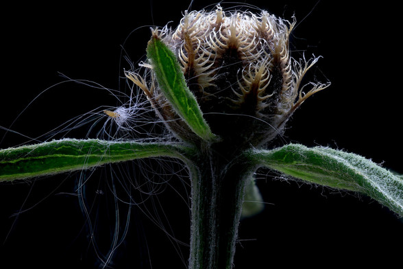 Macro Spotted Knapweed