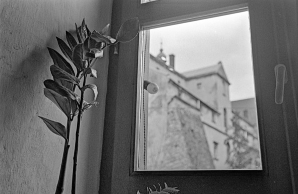 This black-and-white image shows an indoor scene with a plant positioned on the left side near a wall. The plant appears to have broad leaves, and it is partially illuminated by natural light. On the right side of the image, there is a window with a slightly blurred view of the outside. Through the window, the exterior of an old building with textured stone or brick walls and rooftops is visible, possibly part of a historical or urban structure. The overall composition conveys a quiet, contemplative atmosphere with a soft contrast between light and shadow.