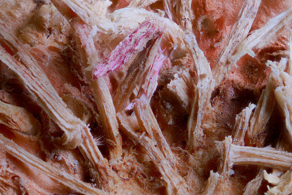 Red Onion Roots