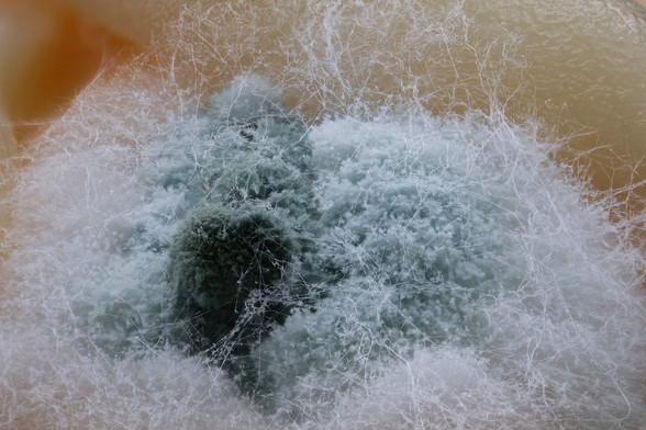 4X Macro Mold