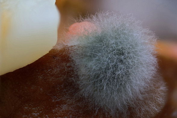 4X Macro Mold