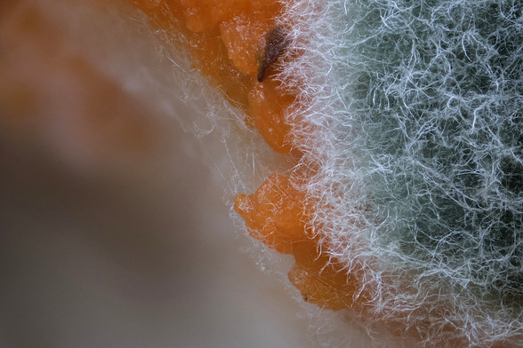 4X Macro Mold