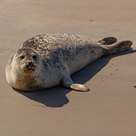 Seehund #seehund #nordsee #wattenmeer #esens #baltrum #norderney #niedersachsen #nds #germany #deutschland #seal #seals #animals #wildlife #animal #sea #ocean #northsea #watt