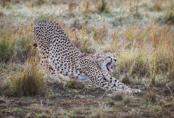 A cheetah in Kenya yawns and stretches in grasslands.