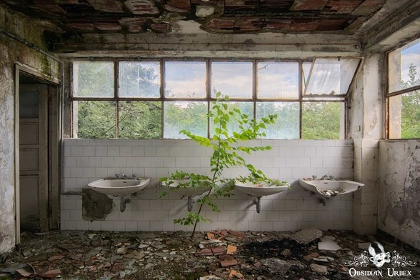 bathroom with tree growing
