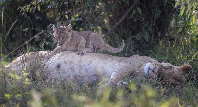 A playful lion cub plays on his mothers back while she is sleeping. Photographed in Kenya. 