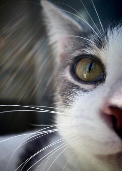 This image shows a close-up of a cat's face, focusing on its large, expressive eyes and long, delicate whiskers. The fur is mostly white with some gray patches. The background is slightly blurred, emphasizing the cat's features.