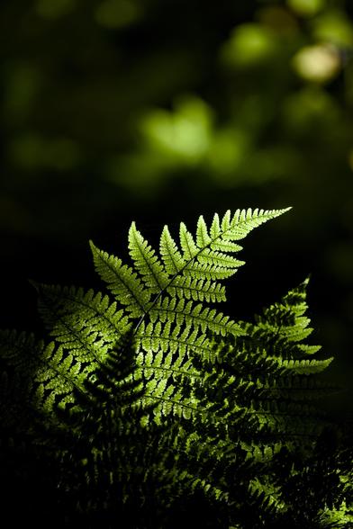 A shaft of sunlight highlights the beautiful leaves of a fern among the dark understory in woodland
