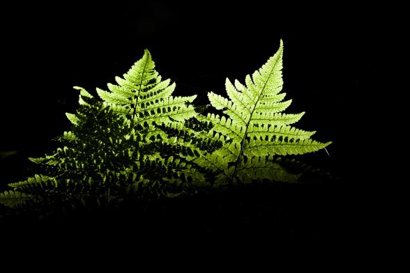 A shaft of sunlight highlights the beautiful leaves of green ferns among the dark understory in woodland