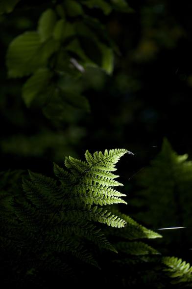 A shaft of sunlight highlights the beautiful leaves of a fern among the otherwise dark understory in woodland
