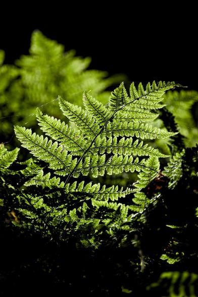 A shaft of sunlight highlights the beautiful leaves of a fern among the dark understory in woodland. If you look closely you can also see spider silk attached to the leaves.