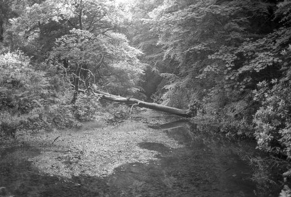 Black and white photo, looking along the bed of a stream into a sunlit glade in a wood, where a fallen tree trunk lies not quite horizontally across the water.