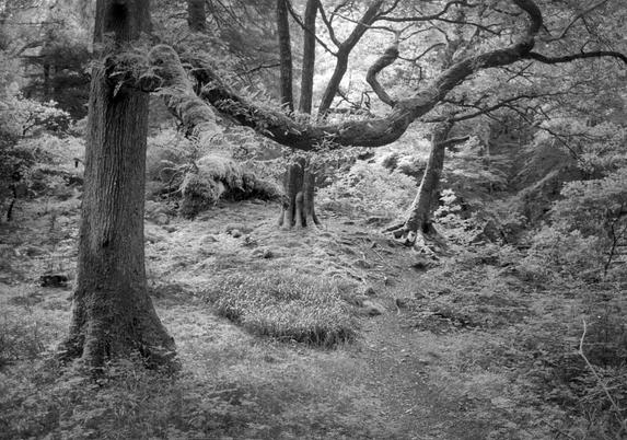 Black and white photo taken in woodland. A large tree to the left dominates the scene; a branch from the tree curves down from to peft and then up to top right. It is covered in small ferns growing on the branch. In the background areother trees and mounds of moss.