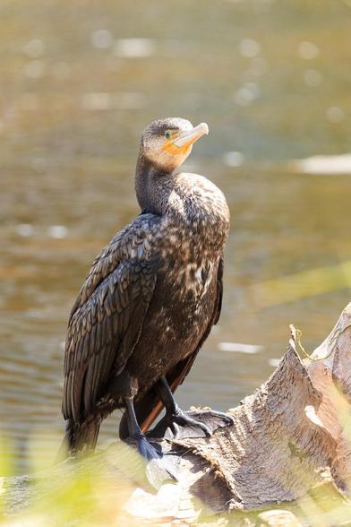 A large black cormorant with a yellow bill, green eye, and creamy yellow facial colouring. It is sitting on a log on the edge of a lake. 
