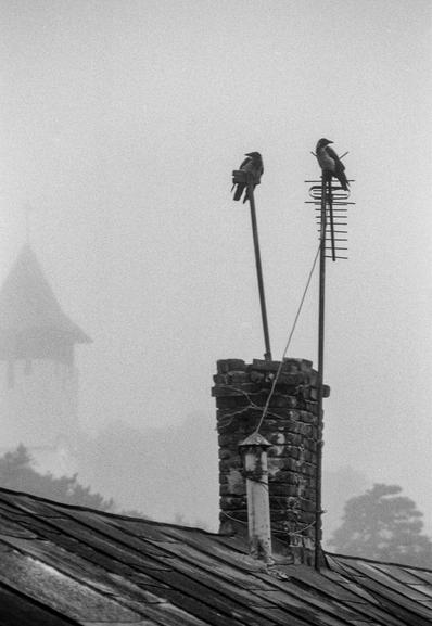 The image shows a misty or foggy scene captured in black and white. In the foreground, there's a chimney made of bricks with two antennas rising from it. Each antenna has a bird perched on top. The scene is quiet and atmospheric, with minimal details visible in the background due to the heavy fog. In the distance, a blurred silhouette of what seems to be a church spire can be faintly seen, giving the image a sense of mystery or solitude. The overall mood is somber and calm, with the mist adding a dreamy or melancholic tone.
