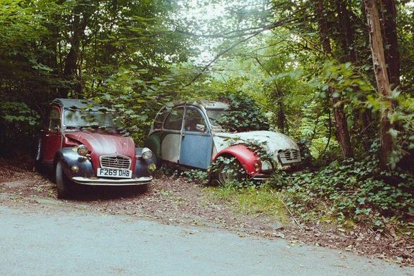 2 Citroen cars.one maroon and black, left. one which with blue doors and red wheel arched. ivy is growing over them. there are trees behind them