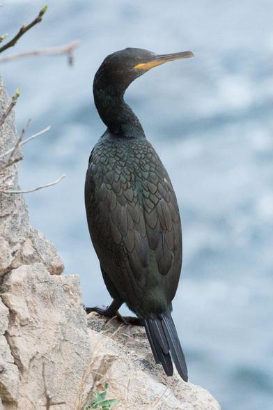 Ein Kormoran am Ufer