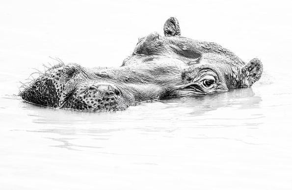 Close up of the face/head of a partially submerged hippo, photograghed in Keny and processed in high key. 