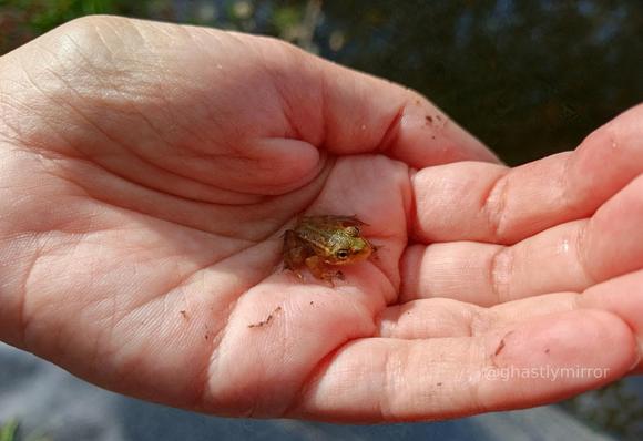 small green frog on a human hand