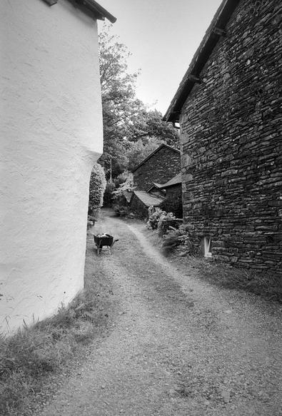 A track uphill passing between two buildings, a wheelbarrow standing part way up. The building on the left is white-rendered; its walls are not vertical, bulging outwards slightly. The building on the right is made of varying-sized stone, likely slate. There are further buildings of the same material further up the hill, before the track passes into the trees. Black and white portrait format photo.