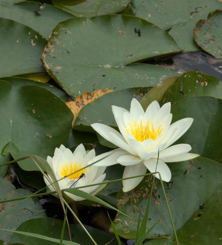 Dragonfly resting on white Water Lily in Whitestone Pond, North West London
Captured by Komeil Karimi