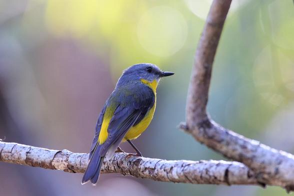 An Eastern Yellow Robin on a branch. Its back is mostly facing us on a 45º oblique angle, head to the right. There are various out of focus soft colours behind (pinky-brown, grey, yellowy-green, green). 