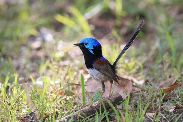A brightly coloured male Variegated Fairy Wren on the ground. Its beak is partially open, singing. 
It has a black throat, Bright blue head, black neck, blue, brown and rufous patches on the wings,  black bum, white belly and blue-tinged brown tail. 