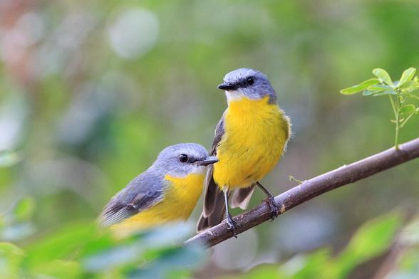 Two Eastern Yellow Robins perched on a branch next to each other. They have bright yellow chests and bellies, and grey head and back and upper wings. 

It should be noted, this is a composite of two shots, one where I focussed on the bird in front, and one where I focussed on the bird behind, taken about 3/10ths of a second apart. 