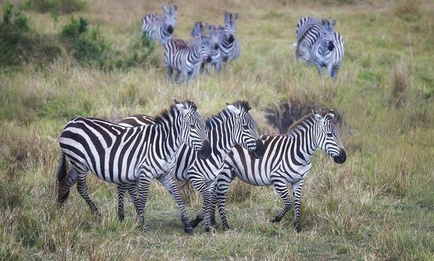 Three zebras in the foreground and several more in the background, spending time grazing during the great migration in Africa. 
