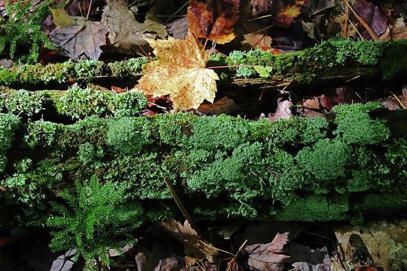 Green moss and lichens, fallen leaves in fall on the forest floor