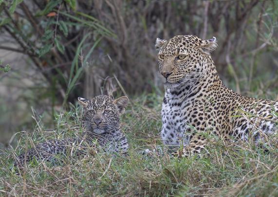 Mother and cub leopard sitting attentively in the grass in the Masai Mara Kenya.