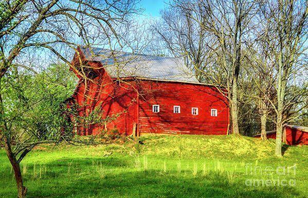 Photo of a bright red dairy barn in early spring in Northeast Tennessee with a vivid blue sky, barren trees, and fresh green grass illuminated by the evening sun, nestled in the foothills of the Appalachian Mountains.  From the Fine Art Gallery of Shelia Hunt.